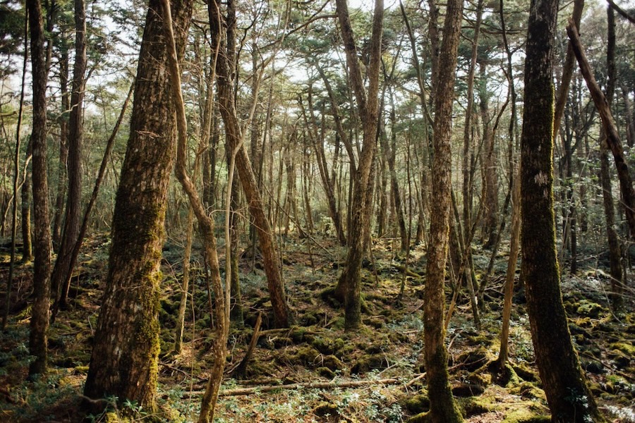 Aokigahara Forest in Japan